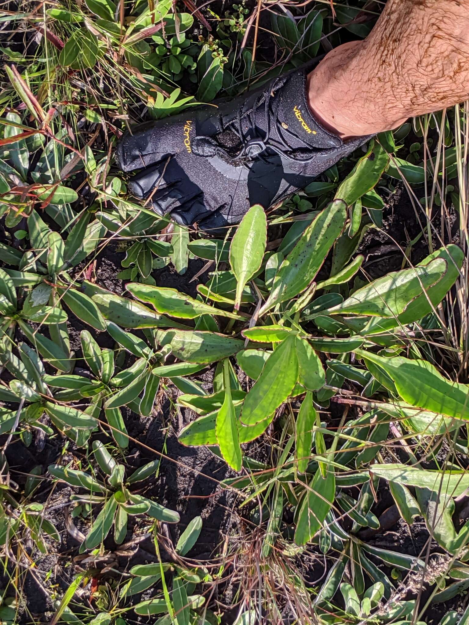 Image of White Indian Plantain