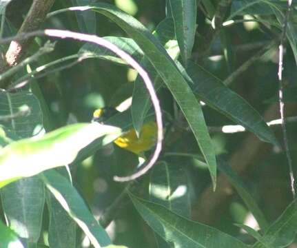 Euphonia violacea aurantiicollis Bertoni & AW 1901的圖片