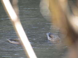 Image of Yellow-billed Teal