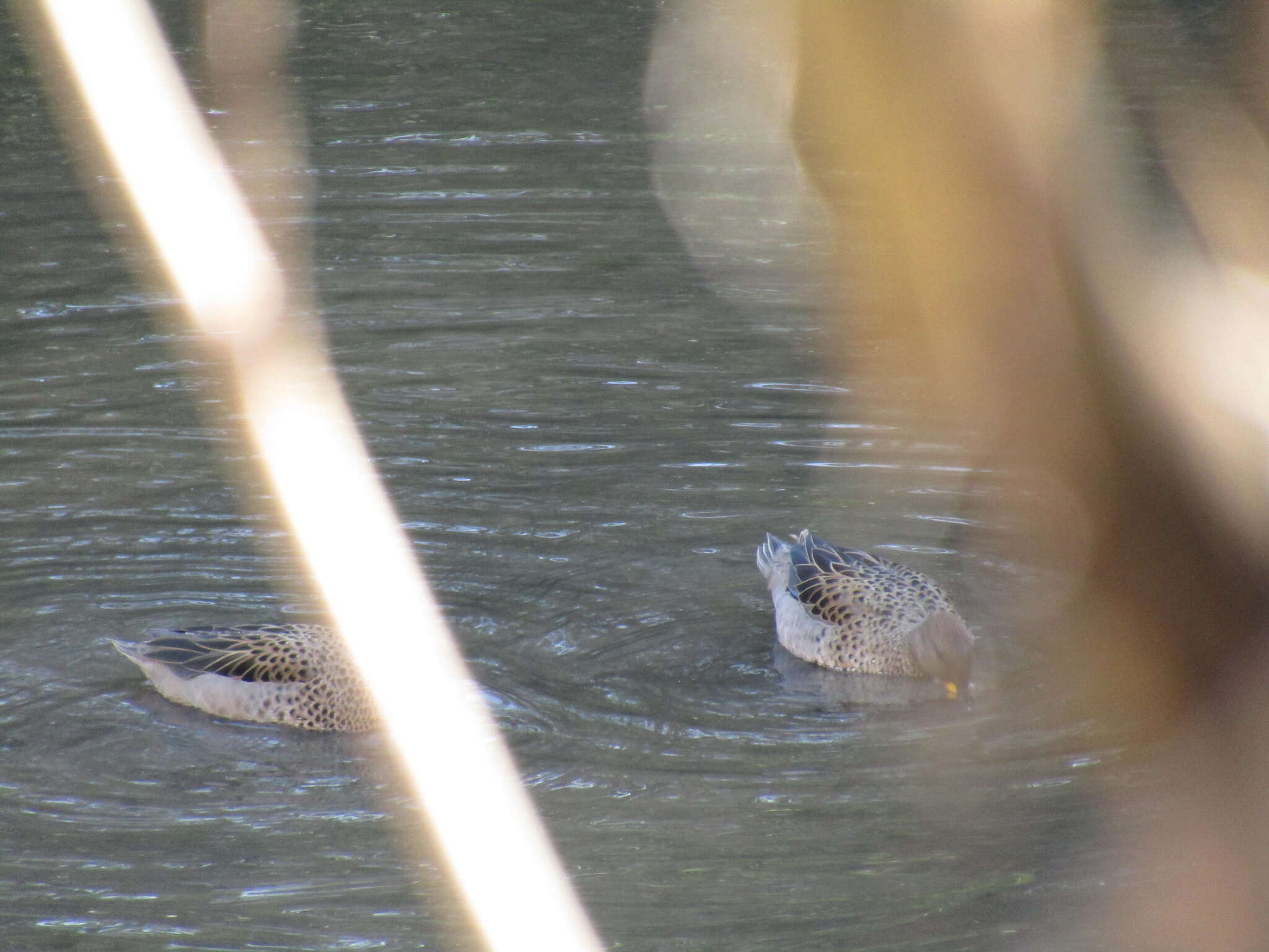 Image of Yellow-billed Teal