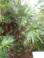 Image of white thatch palm