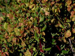 Image of Tetragonia fruticosa L.