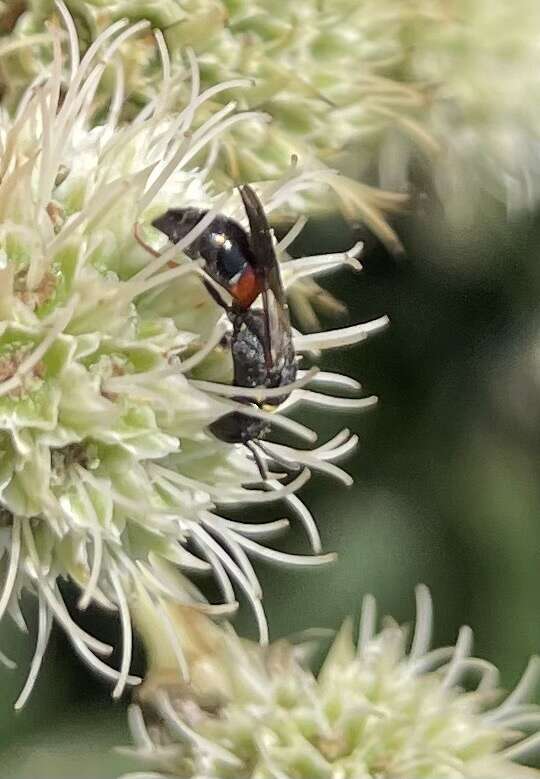 Image of Hylaeus ornatus Mitchell 1951