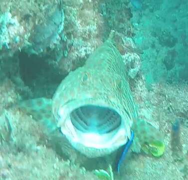 Image of Brown-spotted rock-cod