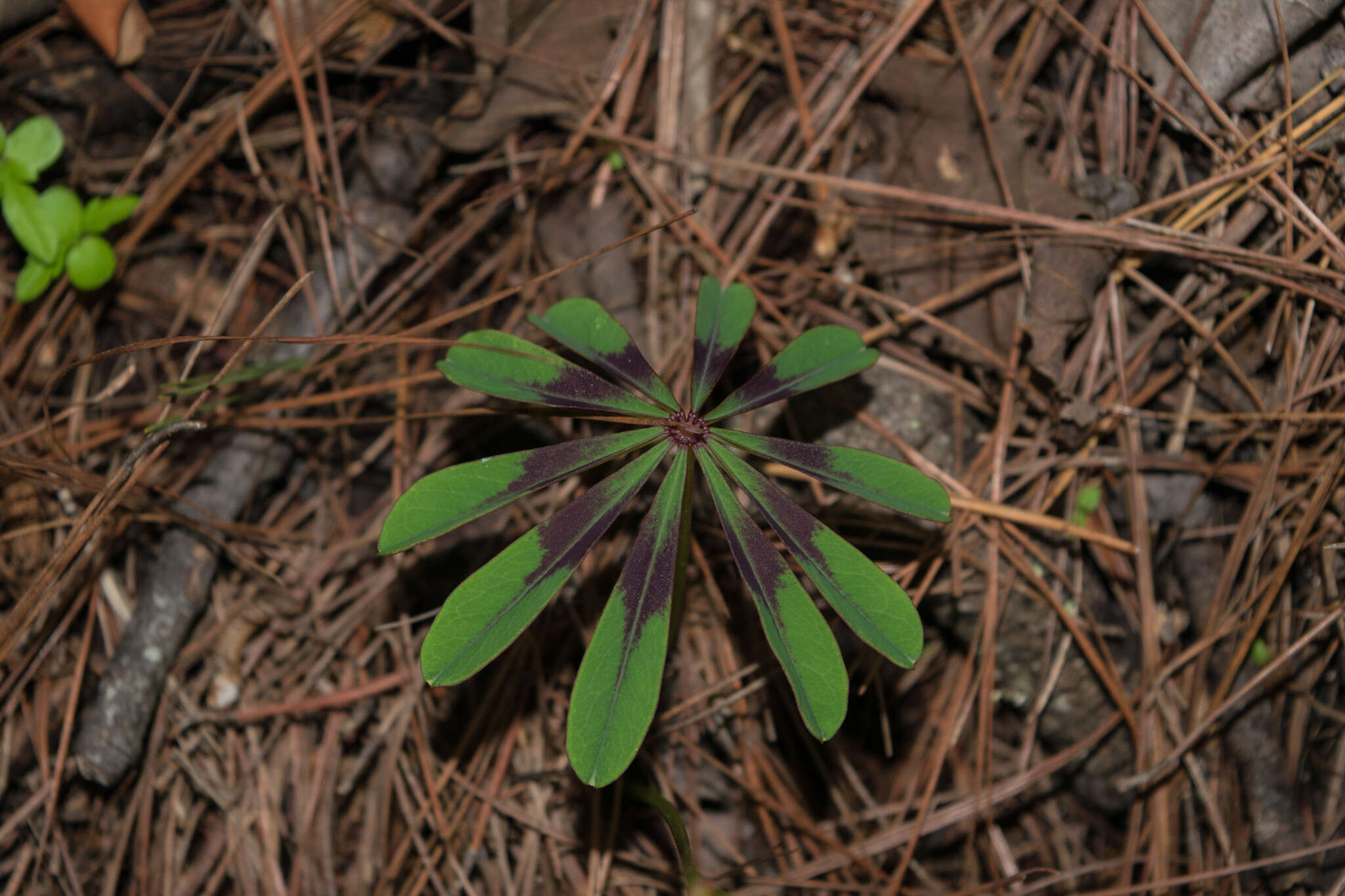 Sivun Oxalis hernandesii kuva