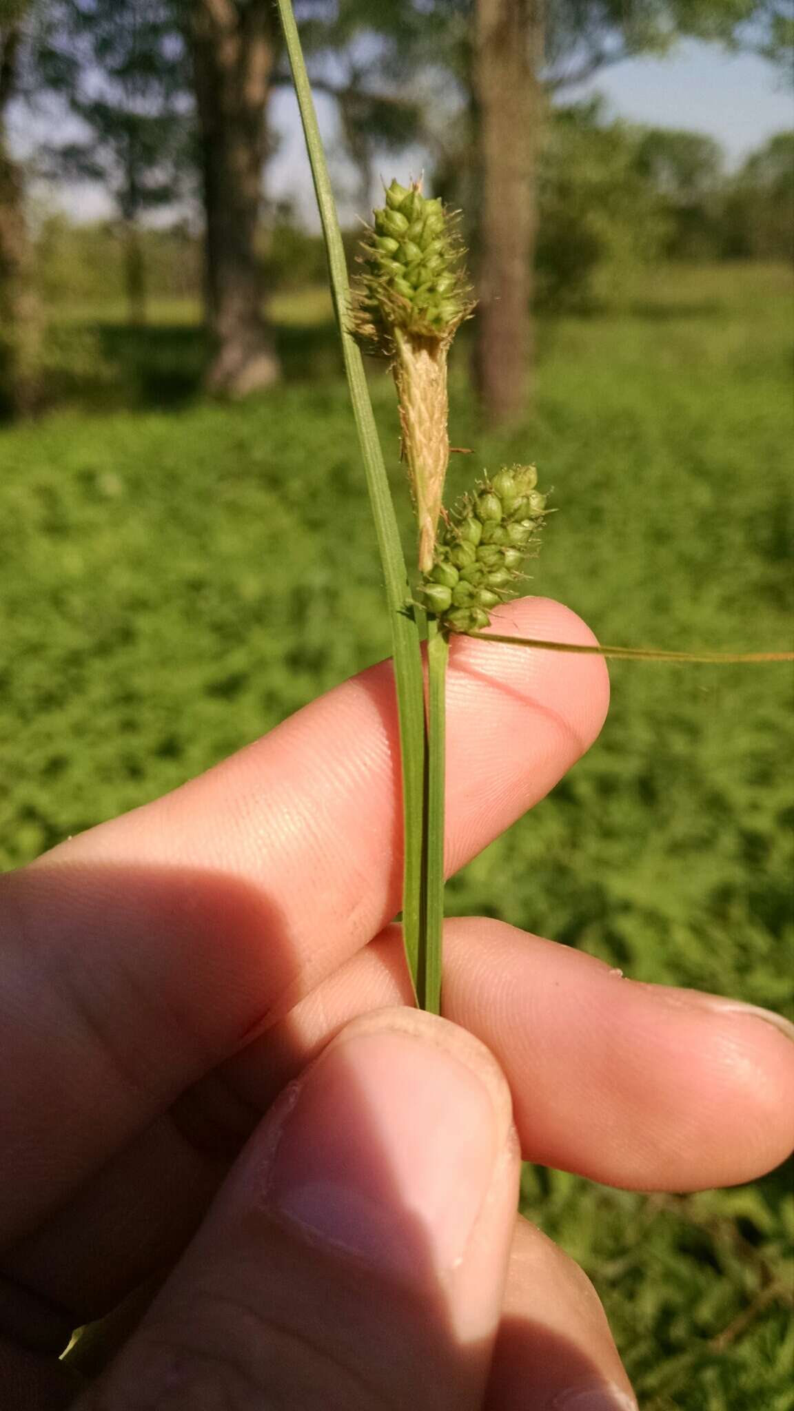 Слика од Carex bushii Mack.