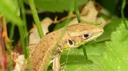 Image of Western Green Lizard