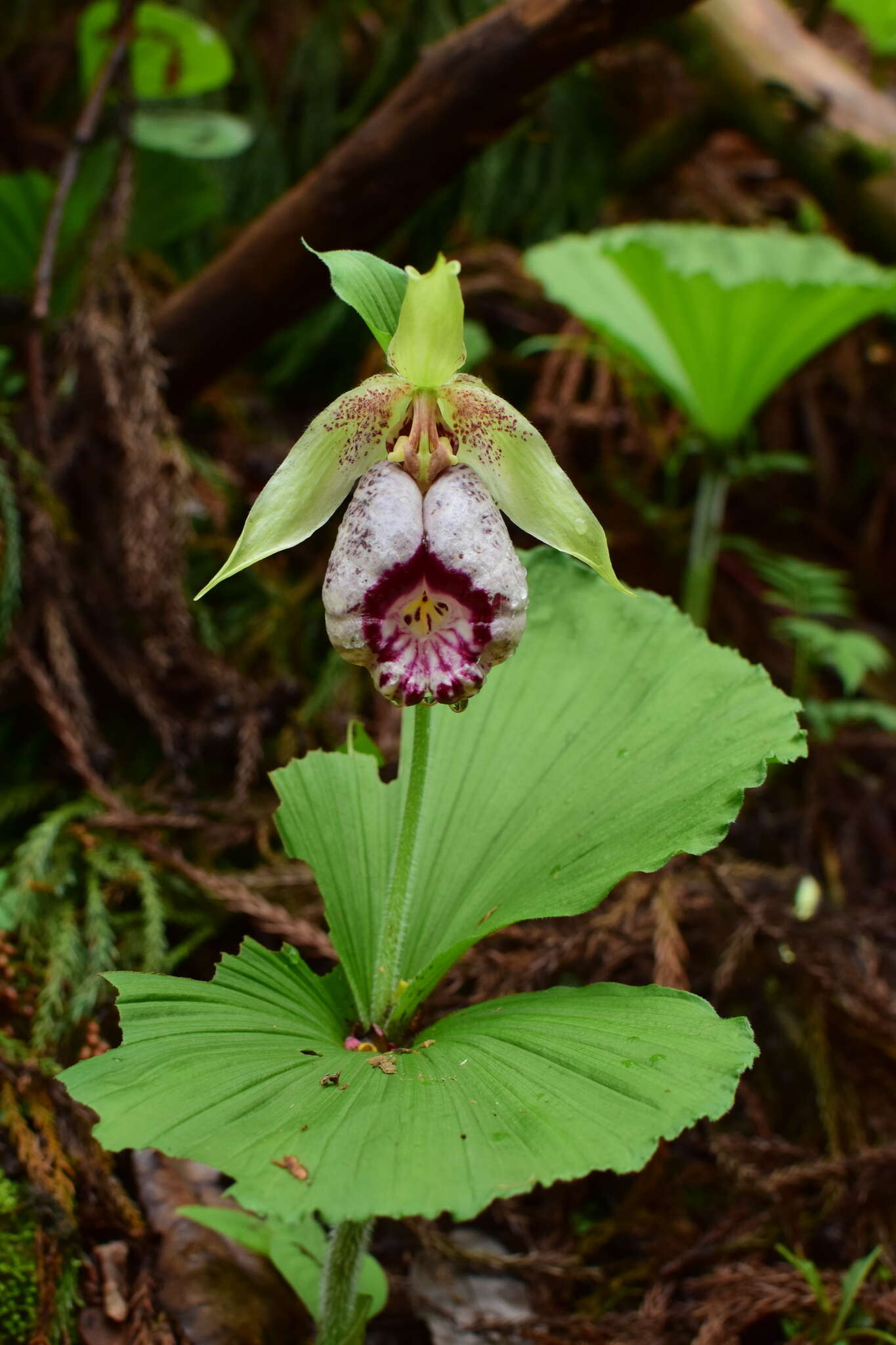 Image of Korean ladyslipper