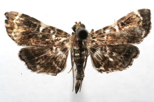 Image of <i>Dichocrocis penniger</i> Dyar 1914