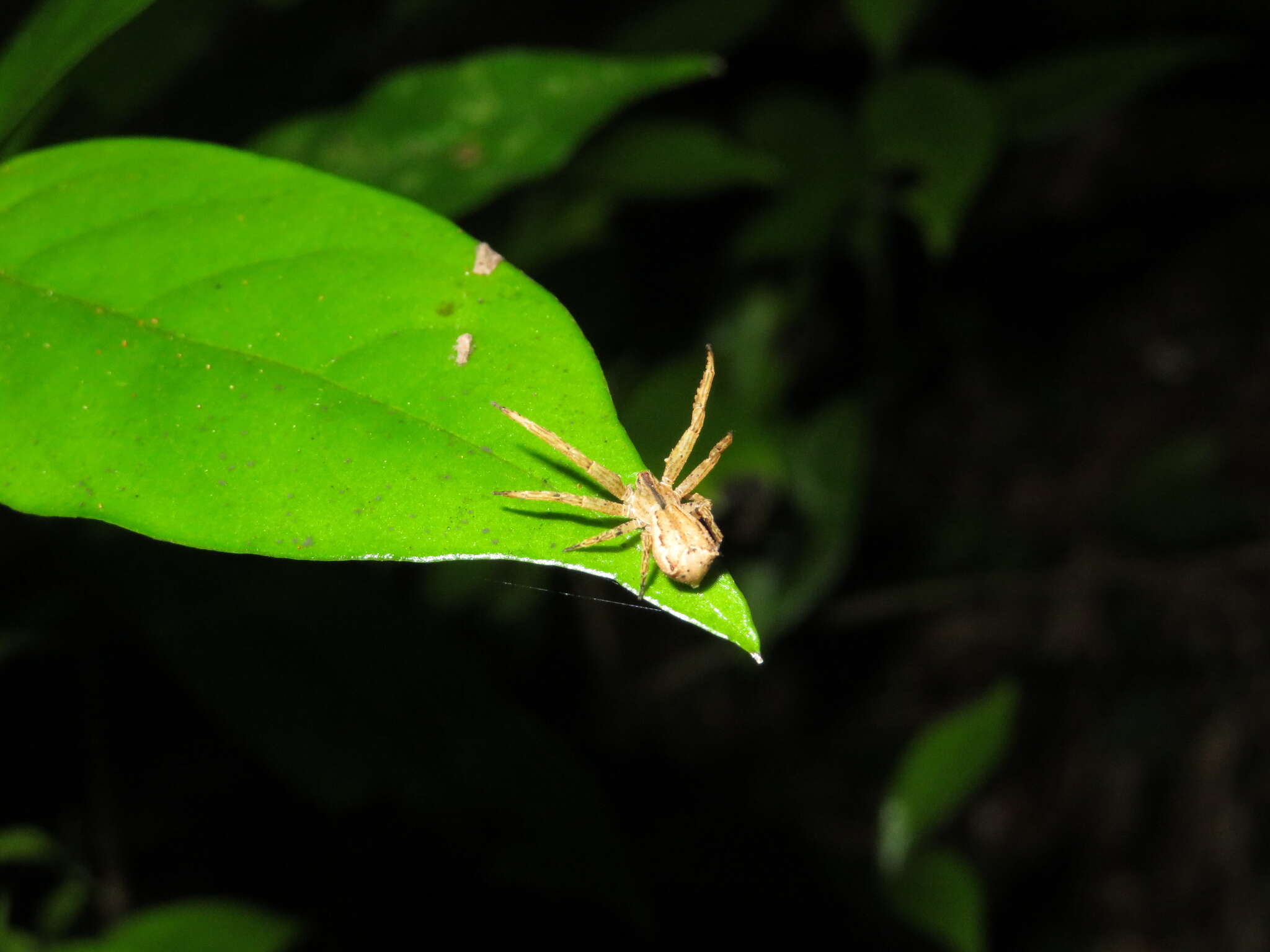 Image of Sidymella angulata (Urquhart 1885)