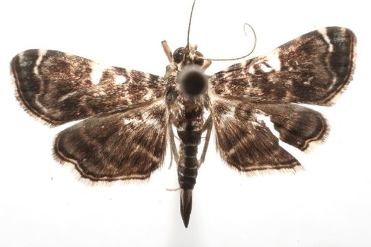 Image of <i>Dichocrocis penniger</i> Dyar 1914
