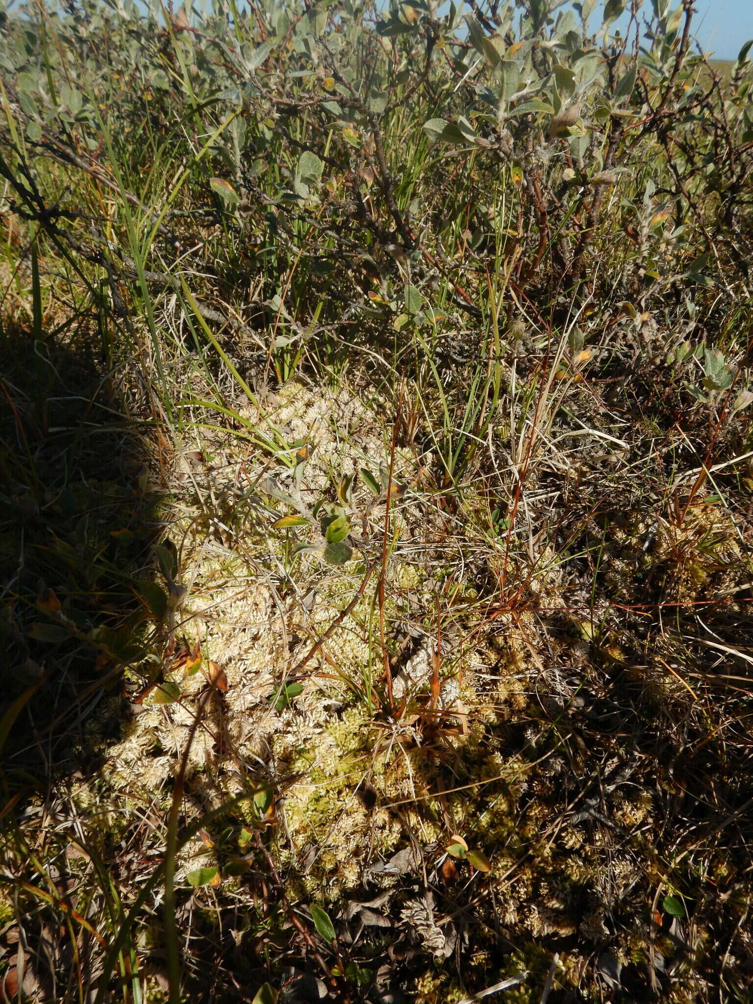 Image of Wahlenberg's Wood-Rush