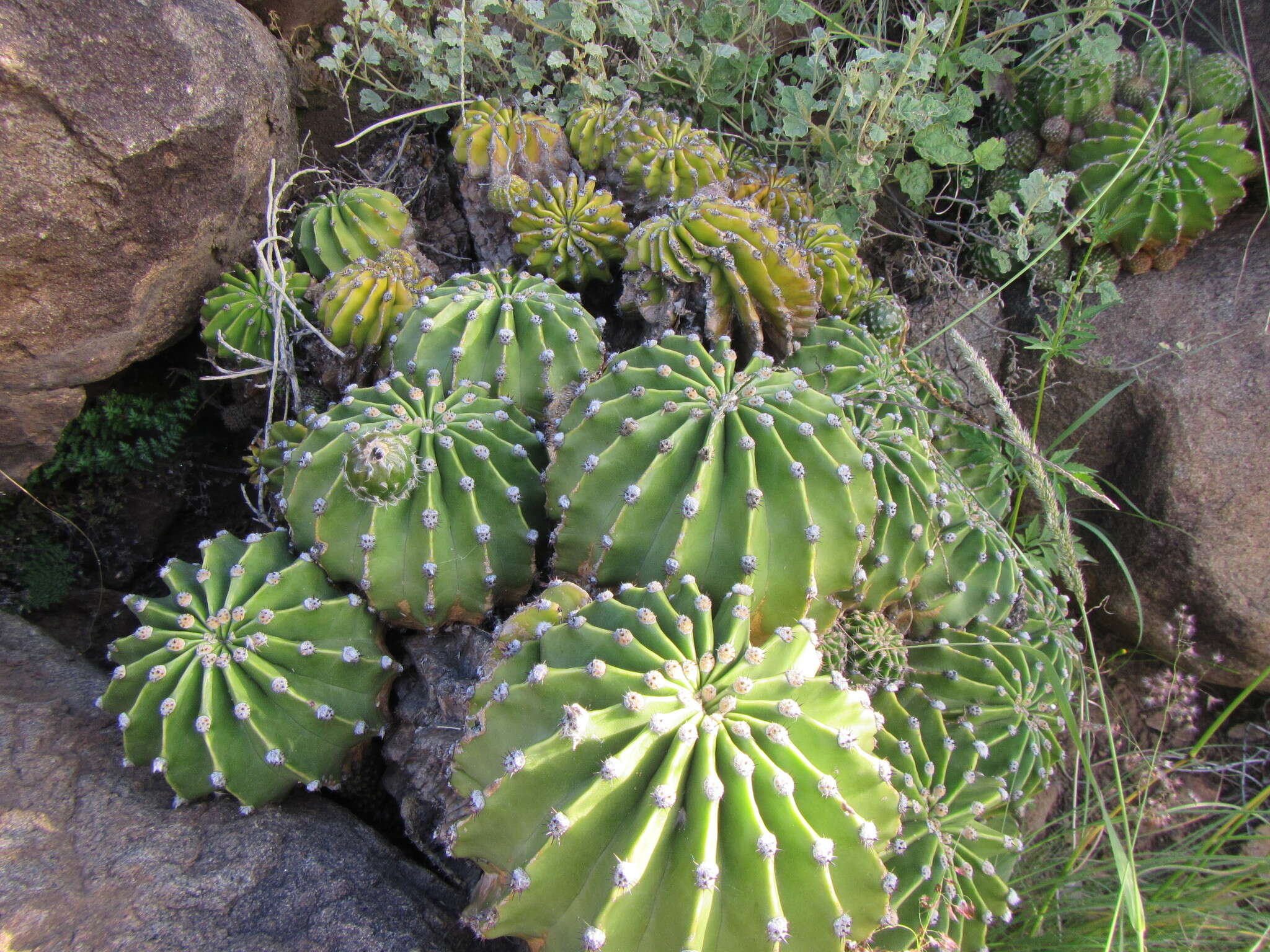 Echinopsis oxygona (Link) Zucc. ex Pfeiff. resmi