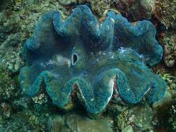 Image of Giant Clam