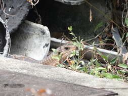 Image of Great Plated Lizard