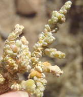 صورة Caroxylon tuberculatum (Fenzl ex Moq.) Theodorova