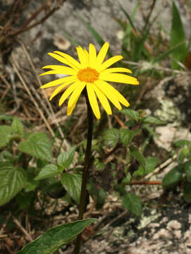 Image of Dorobaea pimpinellifolia (Kunth) B. Nord.