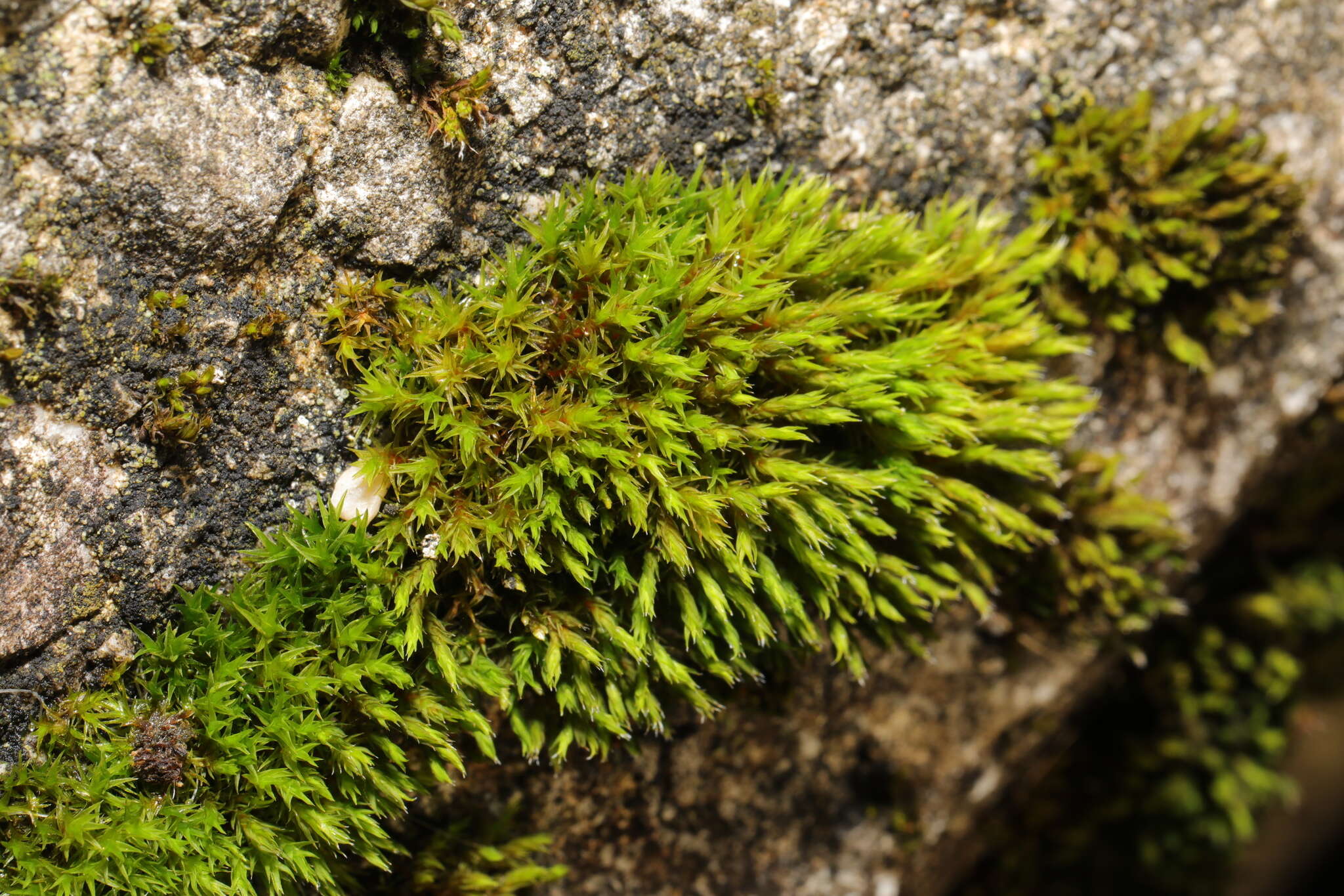 Image of orthotrichum moss