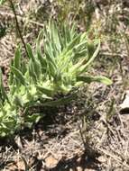 Слика од Oenothera cinerea (Wooton & Standl.) W. L. Wagner & Hoch