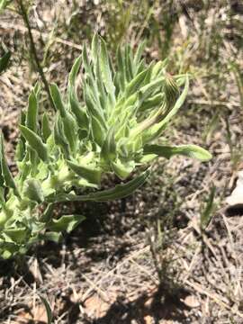 Oenothera cinerea (Wooton & Standl.) W. L. Wagner & Hoch的圖片