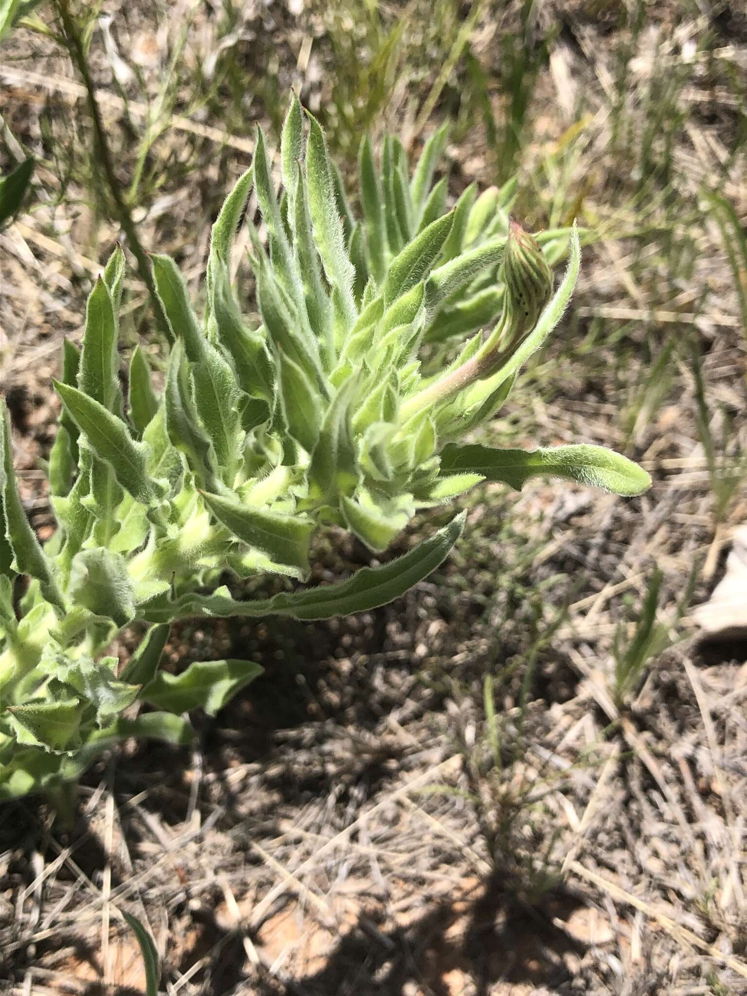 Слика од Oenothera cinerea (Wooton & Standl.) W. L. Wagner & Hoch