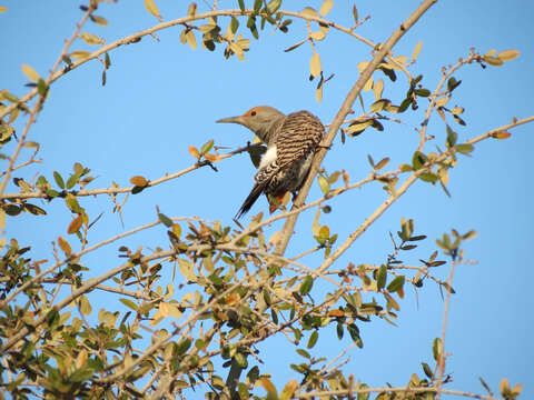 صورة Colaptes auratus cafer (Gmelin & JF 1788)