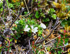 Image of Geranium sibbaldioides subsp. sibbaldioides Benth.