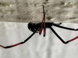 Plancia ëd Latrodectus variolus Walckenaer 1837