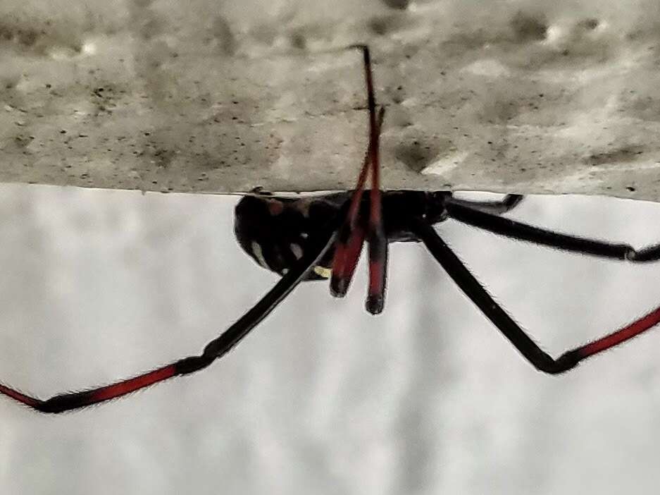 Latrodectus variolus Walckenaer 1837的圖片