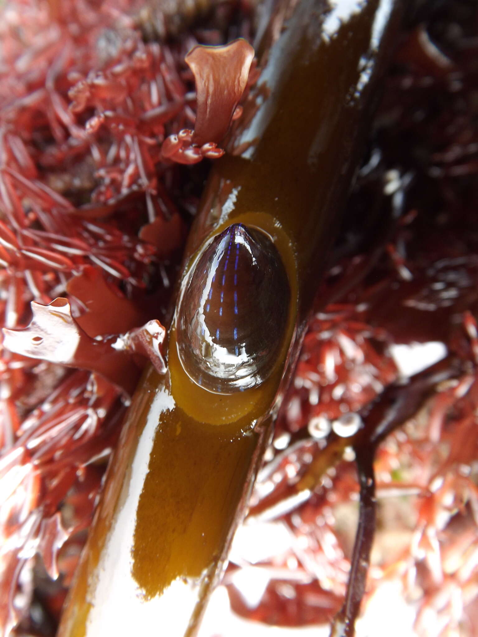 Image of blue-rayed limpet