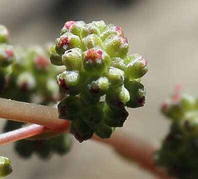 Image of Crassula orbicularis L.