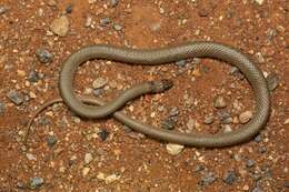 Image of Ringed Brown Snake