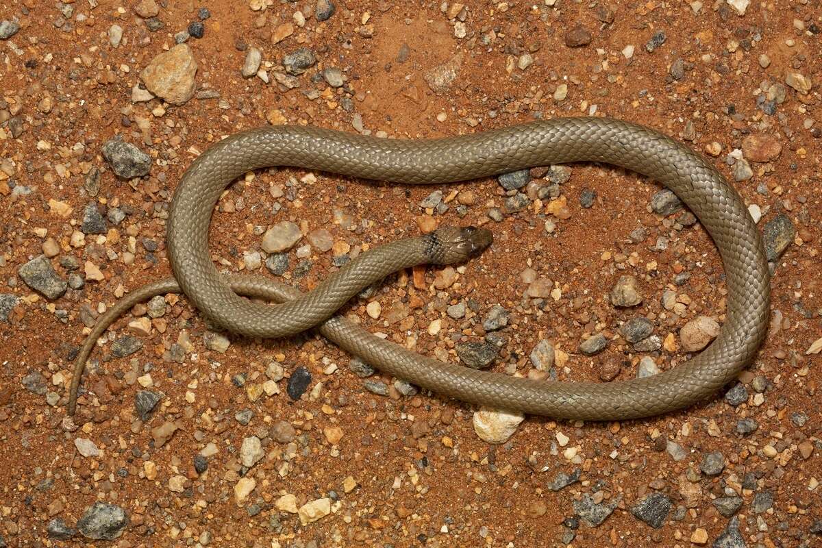 Image of Ringed Brown Snake