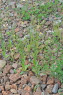 Image of false flax