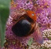 Image of Xylocopa ruficeps Friese 1910