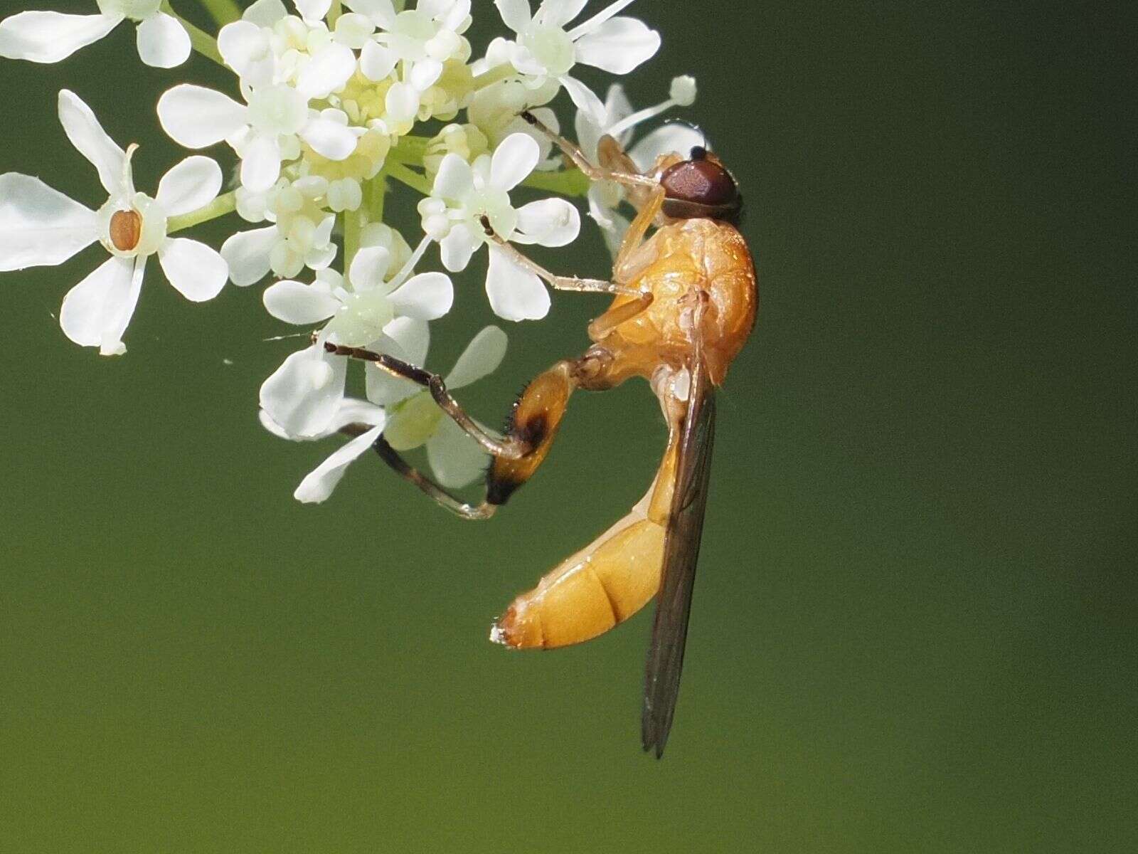 Image of Sphegina sibirica Stackelberg 1953