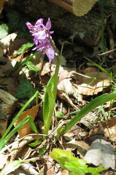 Orchis loreziana Brügger resmi