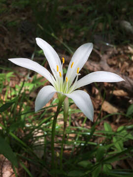 Image of Zephyranthes atamasco (L.) Herb.