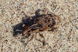 Image of Chromonotus vittatus