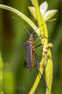 Image of Passionvine Bug