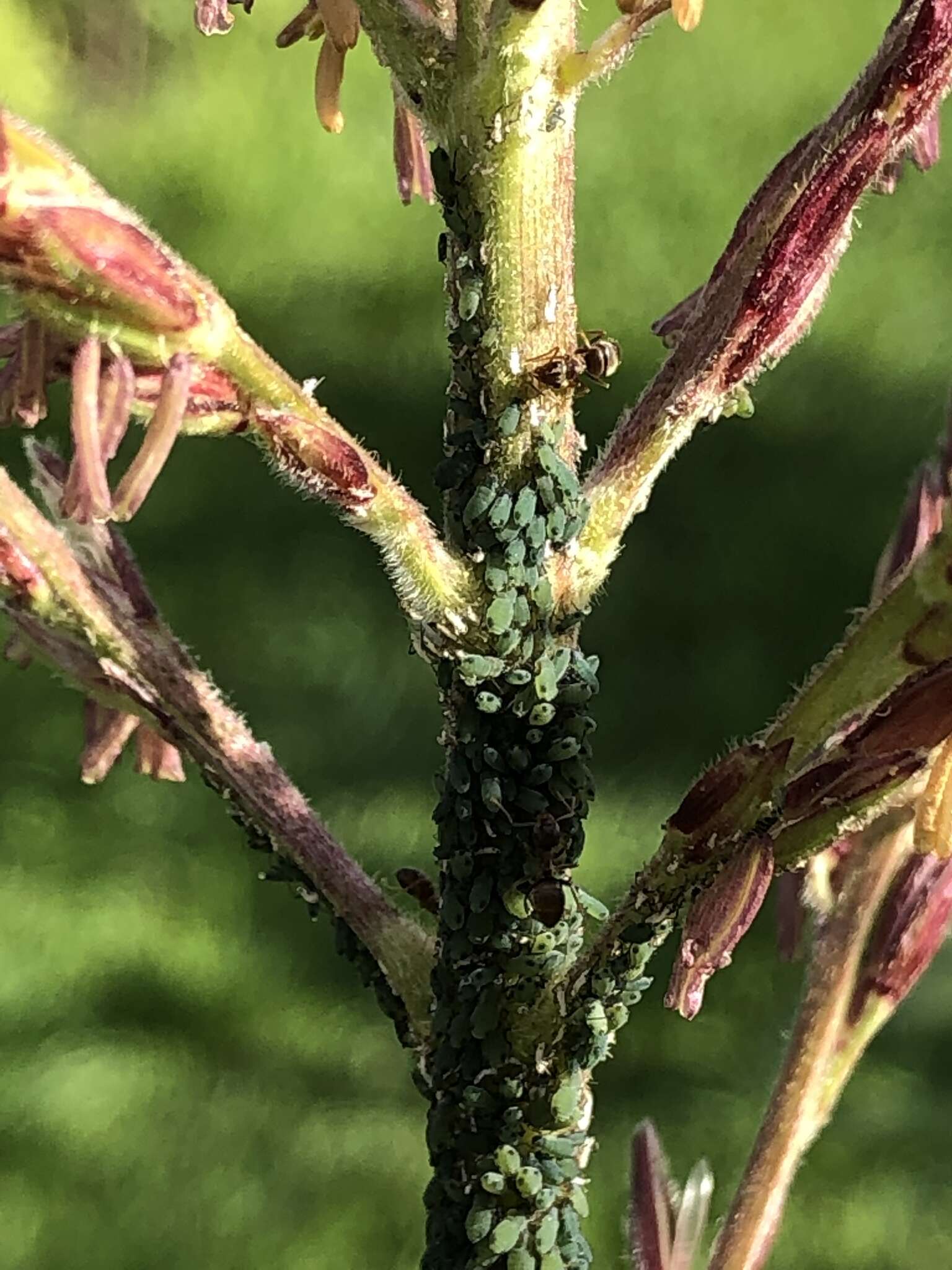 Image of Corn leaf aphid