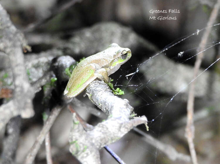 Ranoidea pearsoniana (Copland 1961)的圖片