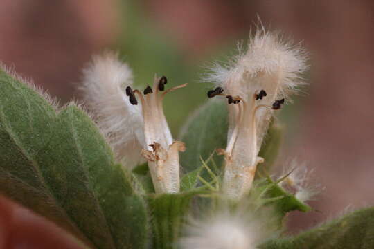 Image of Acanthoprasium frutescens (L.) Spenn.