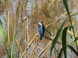 Image of Alcedo atthis bengalensis Gmelin & JF 1788