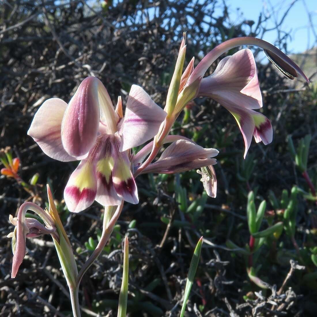 Imagem de Gladiolus orchidiflorus Andrews