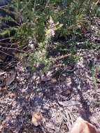 Image of Boronia pilosa subsp. pilosa