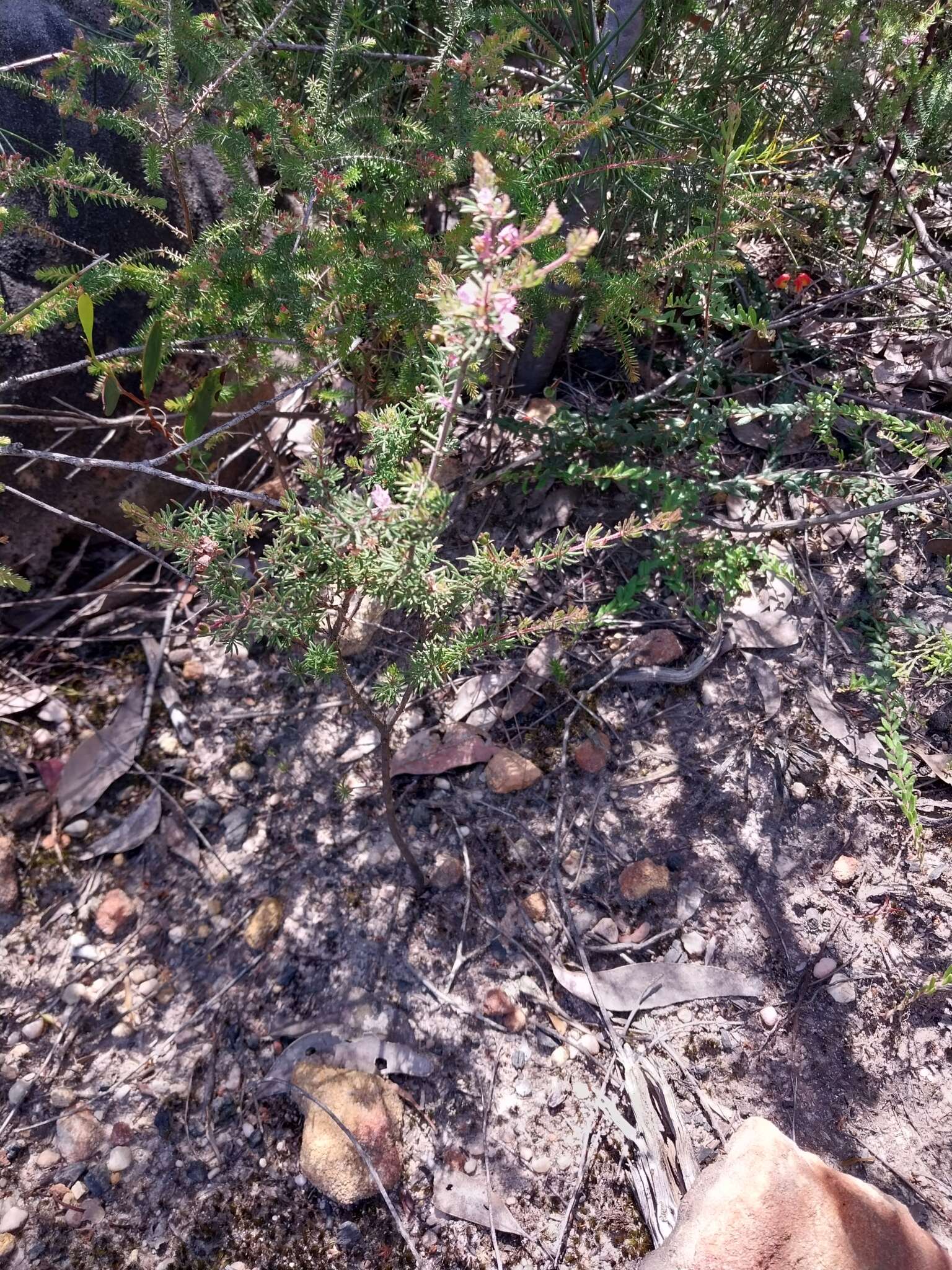 Image of Boronia pilosa subsp. pilosa