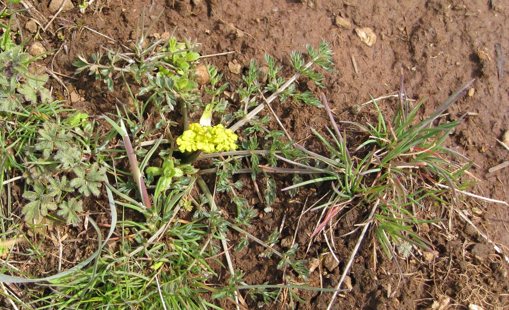 Image of common lomatium