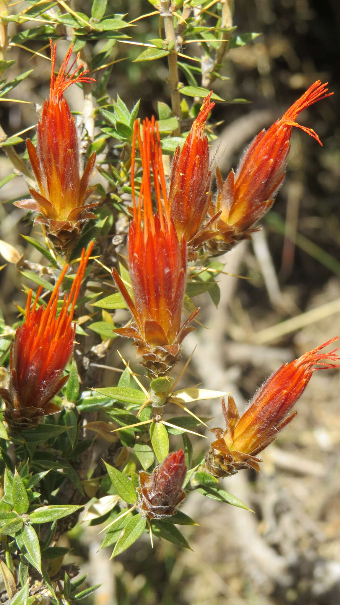 Image of Chuquiraga spinosa D. Don