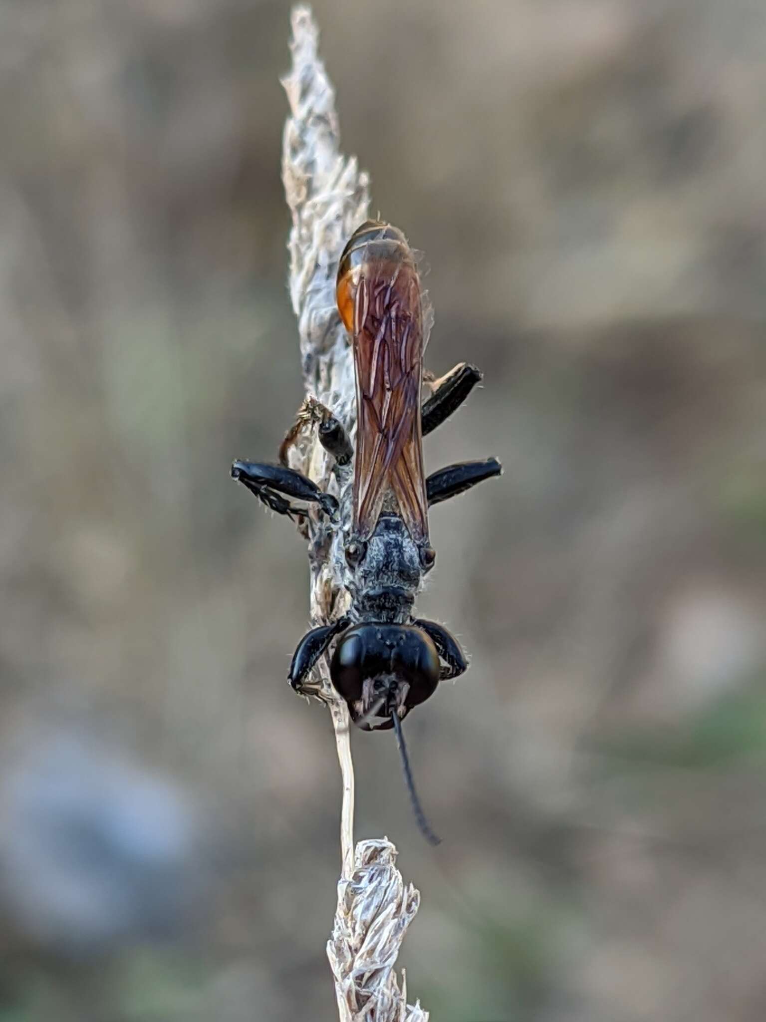 Image of Prionyx lividocinctus (A. Costa 1861)